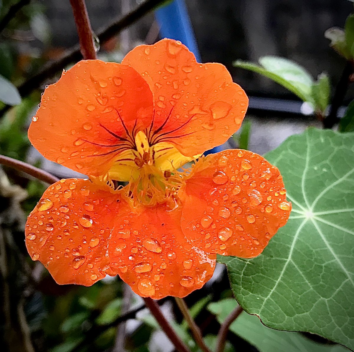 cutsalonray's tweet image. おはようございます。
カット専門美容室Rayです☻
気軽に行ける身近な美容室✂︎
開店しま〜す♬

《営業時間》
日祝火 10:00〜17:00
水木金 10:00〜18:00
土         10:00〜14:30
※最終受付時間は
混み具合により変動します

#カット専門 #NOFEAR