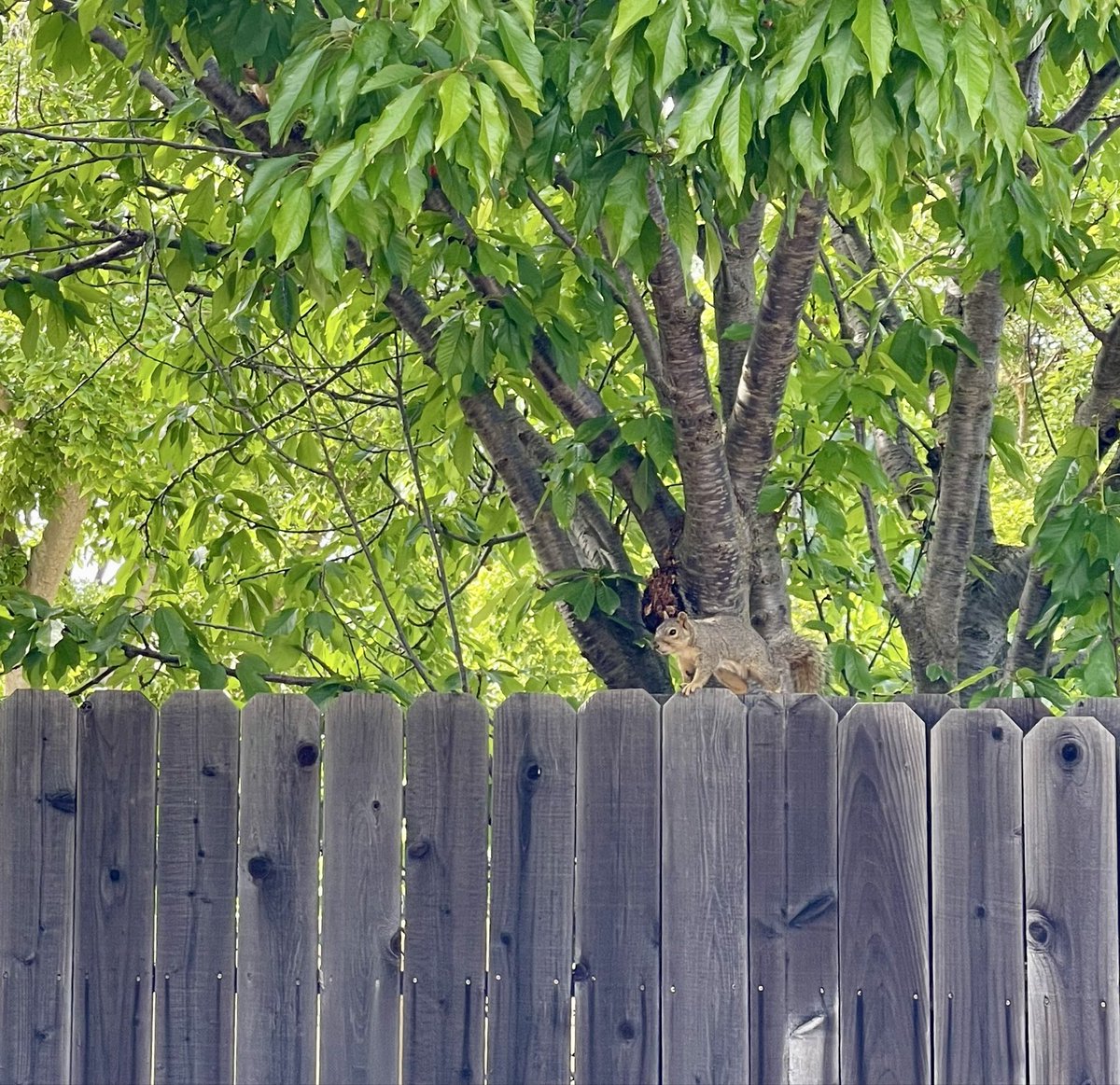 jenniferschadel's tweet photo. Backyard story https://t.co/30FfflS3uf
