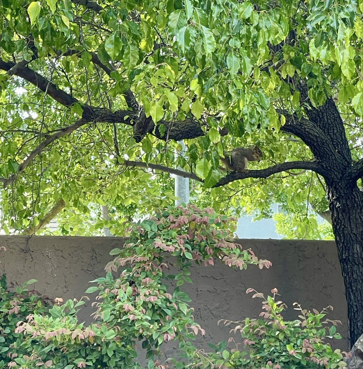 jenniferschadel's tweet photo. Backyard story https://t.co/30FfflS3uf