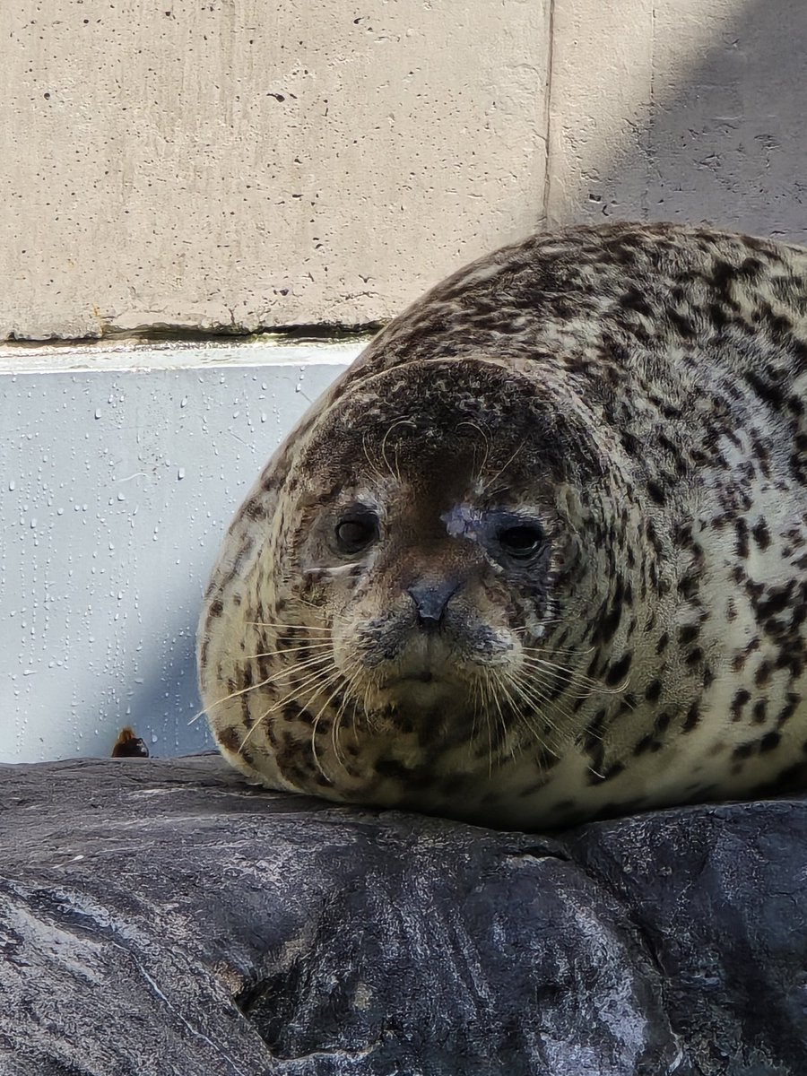 むちごま🦭 tweet media