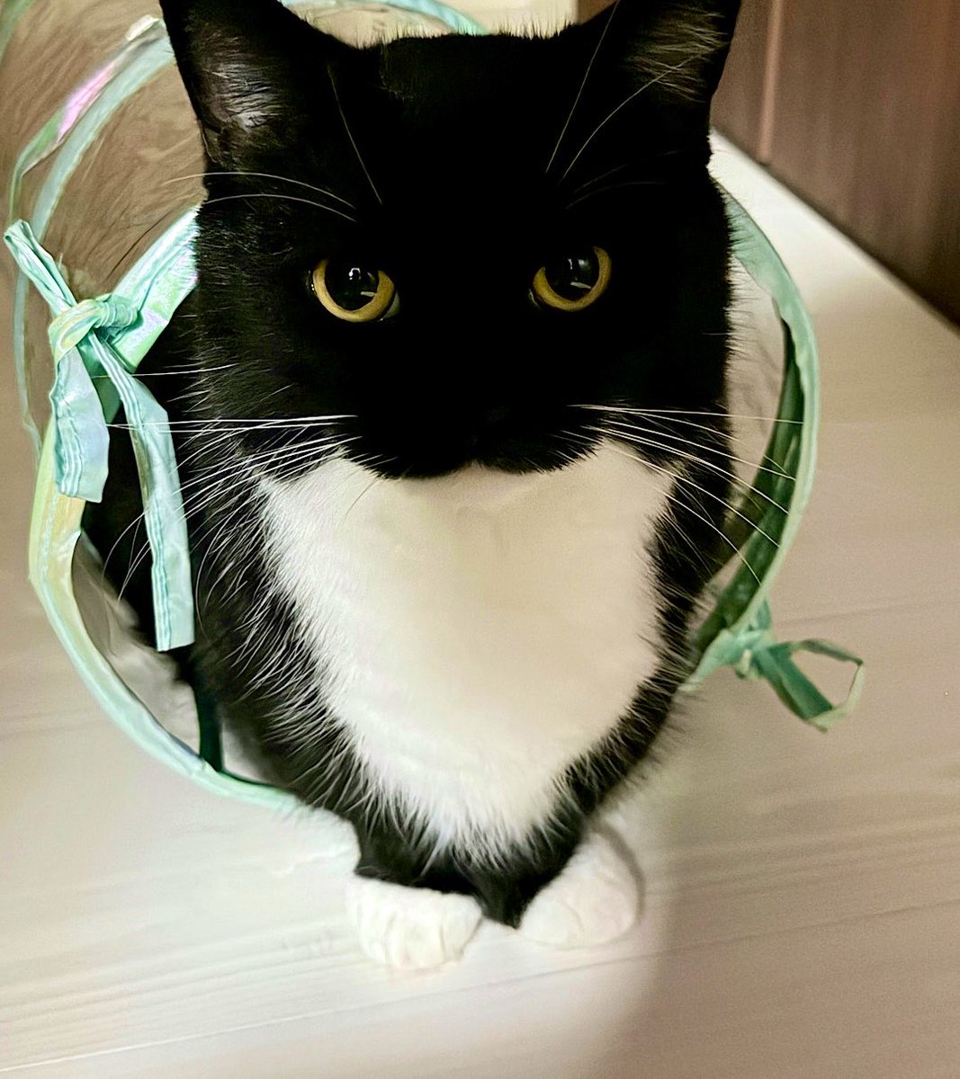 I'm Uni :3 tweet media