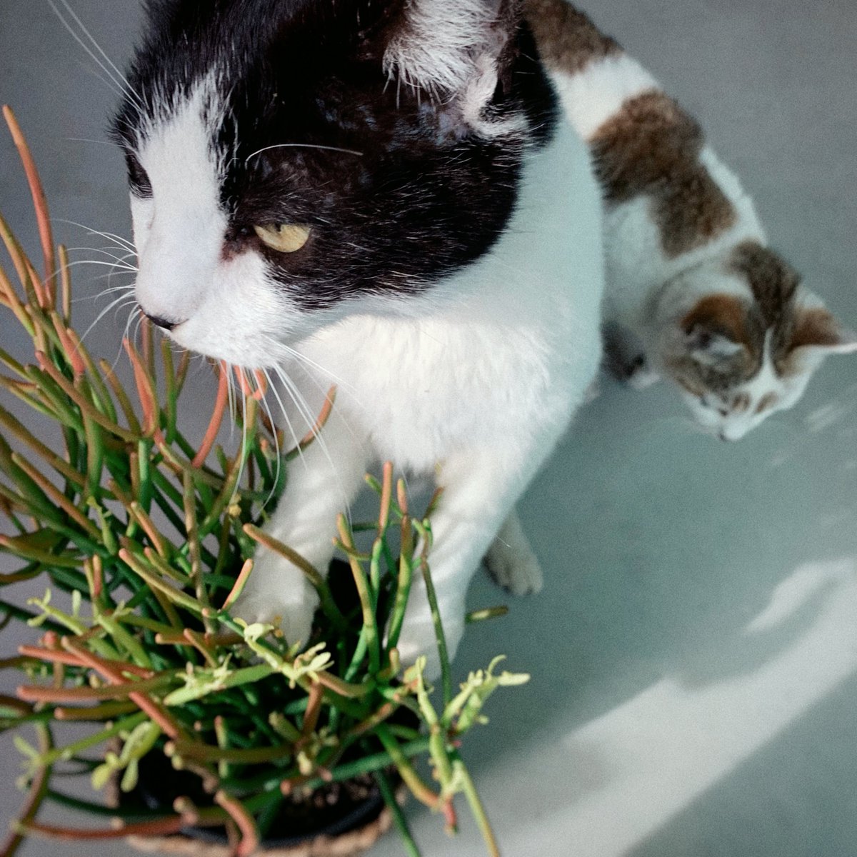 ノノト tweet media