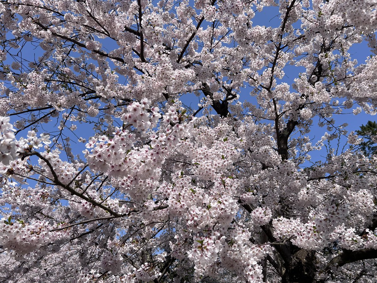 あまり✩゛ tweet media