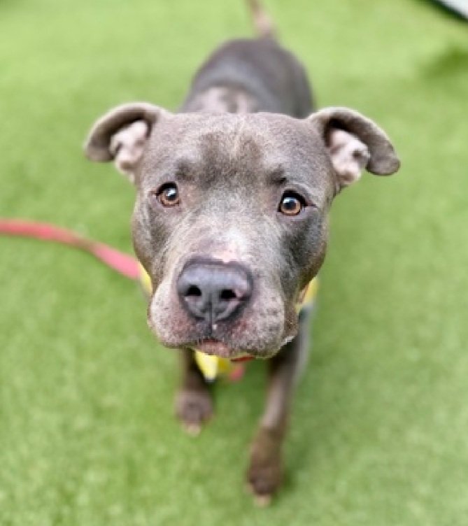 MorgFairsdogs's tweet image. Thin Mints is relisted TBK 4/21
#NYCACC 
Pioneers for Animal Welfare Society (PAWS-LI) wants to save him but needs a committed #foster 
If you can be his hero, apply at 👇
paws-li.org/html/adopt+fos…

Help save Thin Mints!
nycacc.app/browse/248110
#Pledge4Rescue #foster #adopt