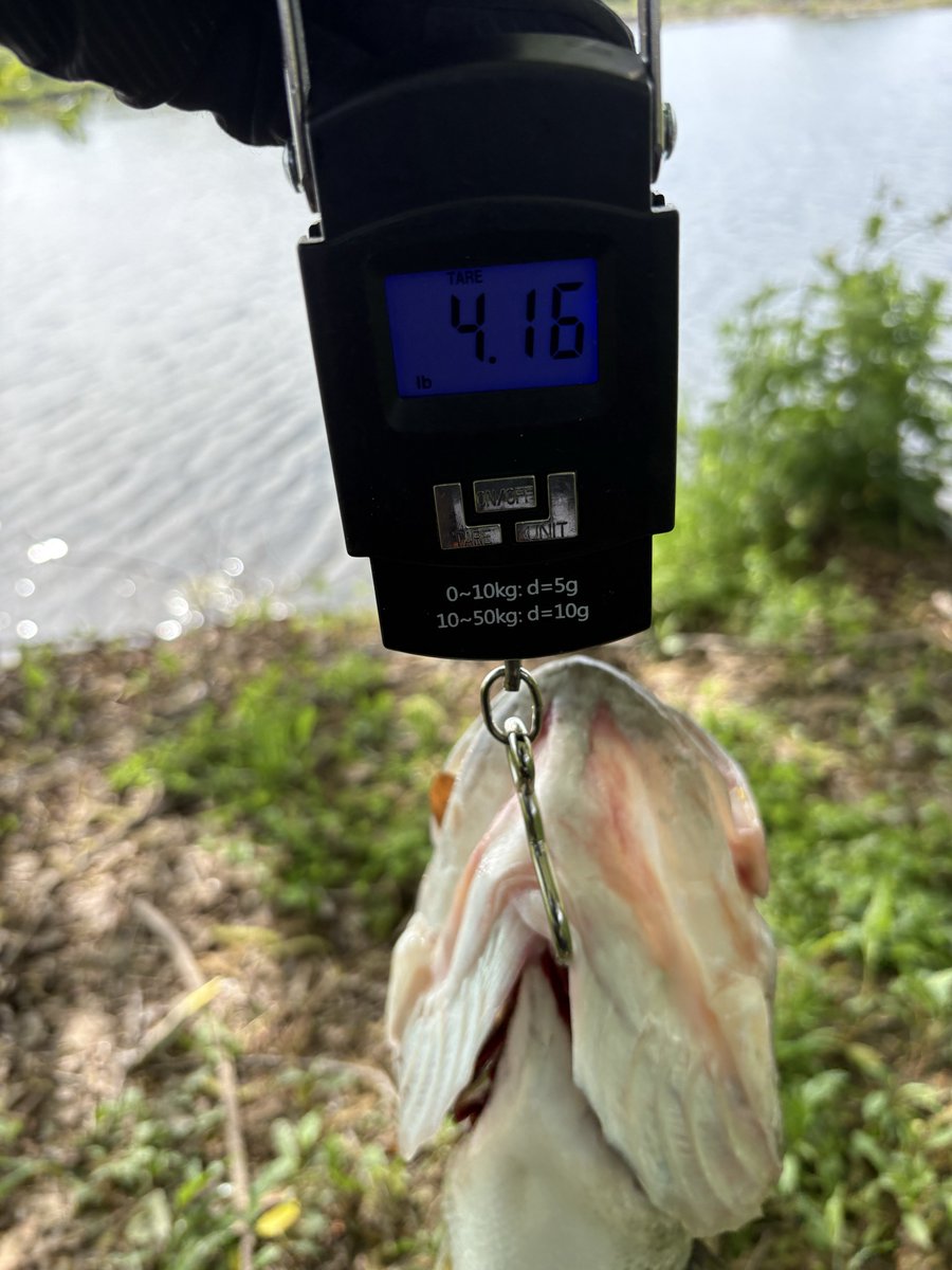 aKgu1CLNPB2104's tweet image. ようやく今年初バスGET！

47㎝　4.16lb   約1.9㎏

#淀川　#バス釣り　#VISION ONETEN Jr.