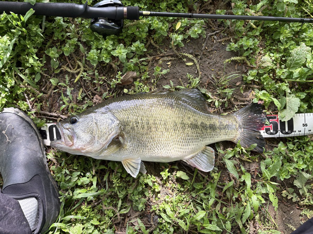 aKgu1CLNPB2104's tweet image. ようやく今年初バスGET！

47㎝　4.16lb   約1.9㎏

#淀川　#バス釣り　#VISION ONETEN Jr.