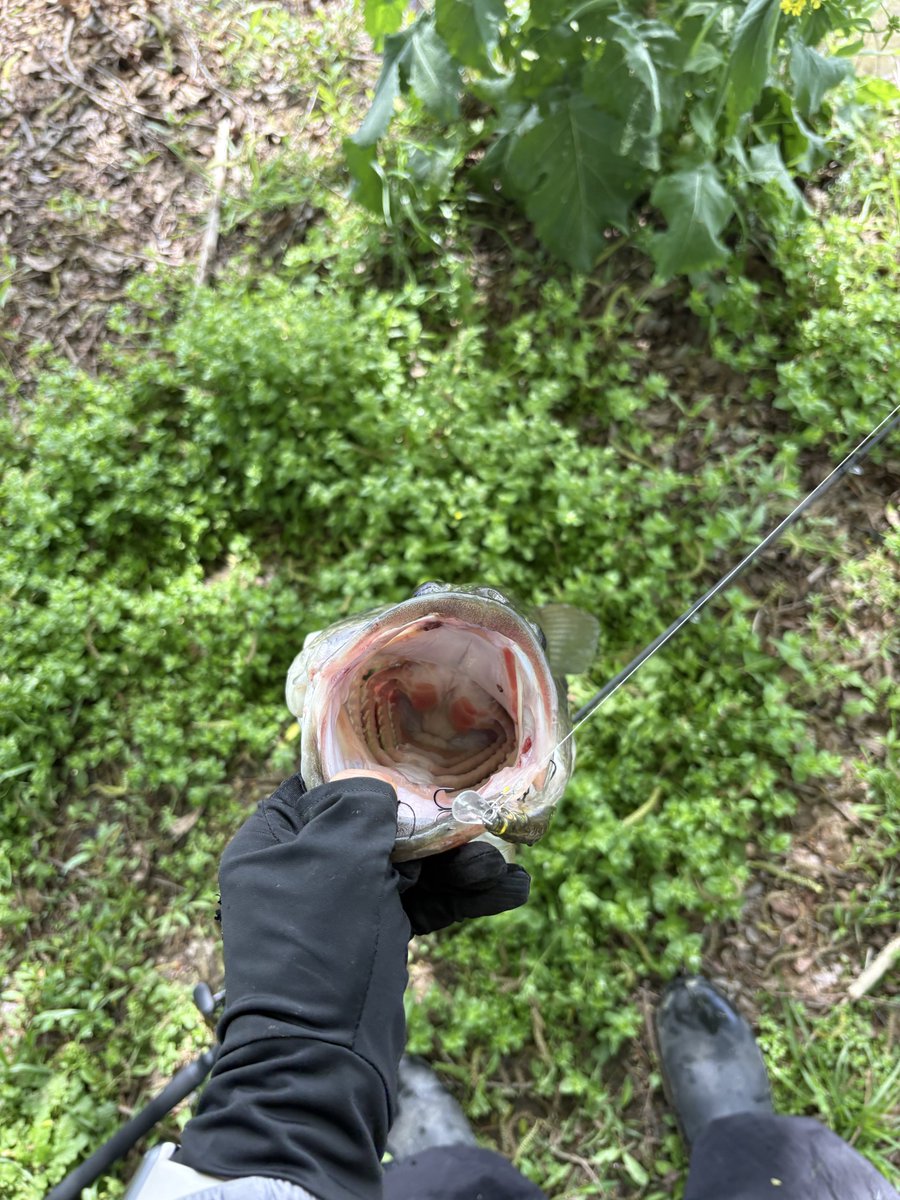 aKgu1CLNPB2104's tweet image. ようやく今年初バスGET！

47㎝　4.16lb   約1.9㎏

#淀川　#バス釣り　#VISION ONETEN Jr.