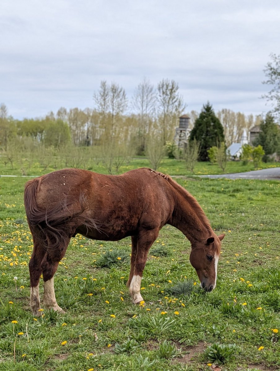 JamestownSet's tweet image. A sure sign of spring is seeing the ponies grazing around the set. This is Soldier (who plays Sugar on Virgin River) and he's hanging with his buddies, Crow, Wolf and Cougar, in the field where the kids had their baseball game that Elizabeth and Jack coached. 

#wcth #hearties