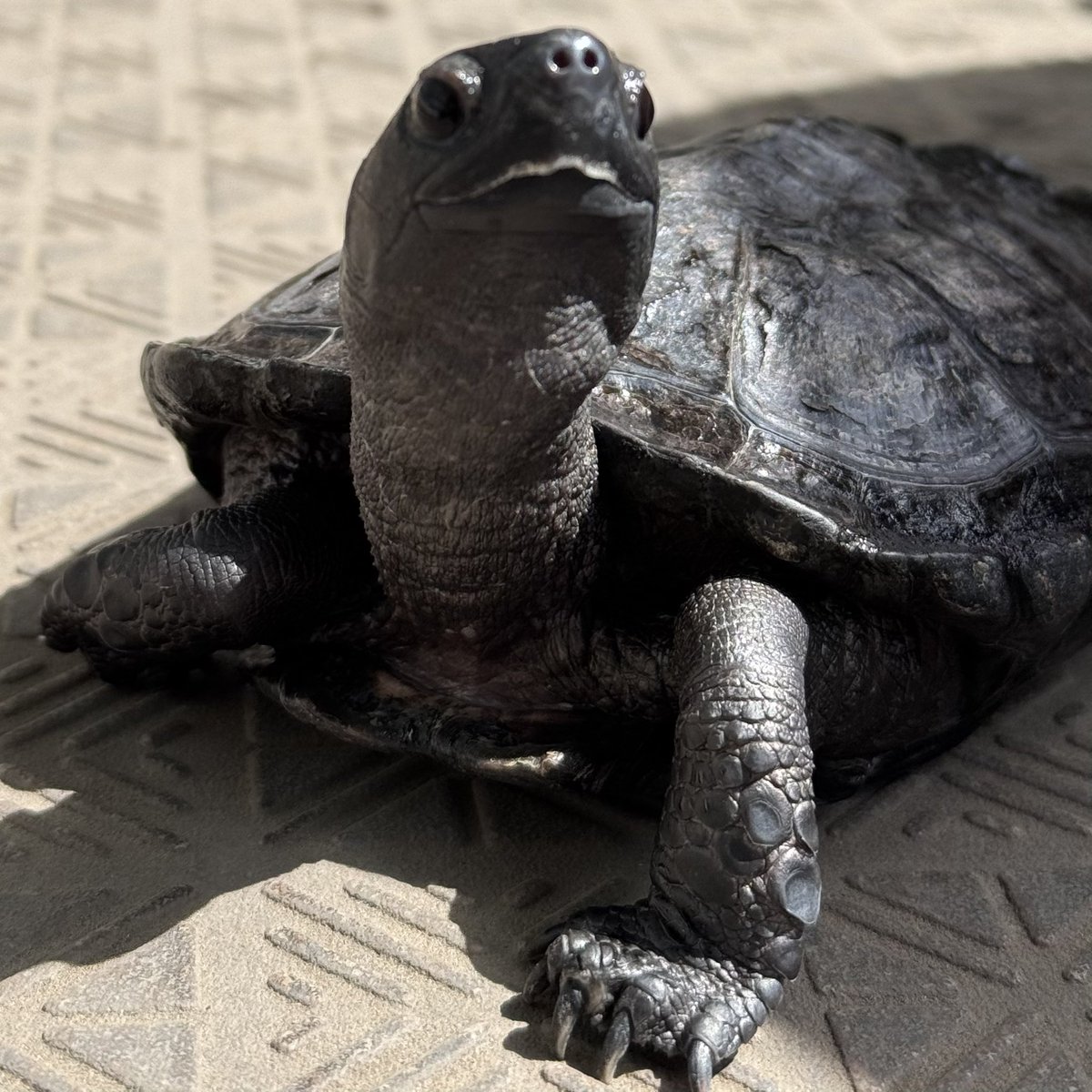 カメドン　やさしさに包まれて♪

昨日はみんなにエールを送っていたカメドン。

今日は、カメドンのほうが
やさしく支えられているようです。

太陽がやさしく照らして、
自然のまなざしが『いい感じ〜♪』と
背中を押してくれています。

カメドンや　受けたエールで　歩み出す

(^^)

#亀 #クサガメ