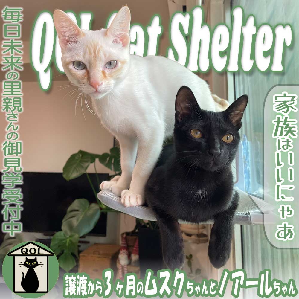 QOL1460067's tweet photo. 里親さん家の家族になって3ヶ月。「ムスクちゃん」と「ノアールちゃん」の画像と動画が届きました！
https://t.co/tBN6REgqxr https://t.co/wgqDKeWgfL