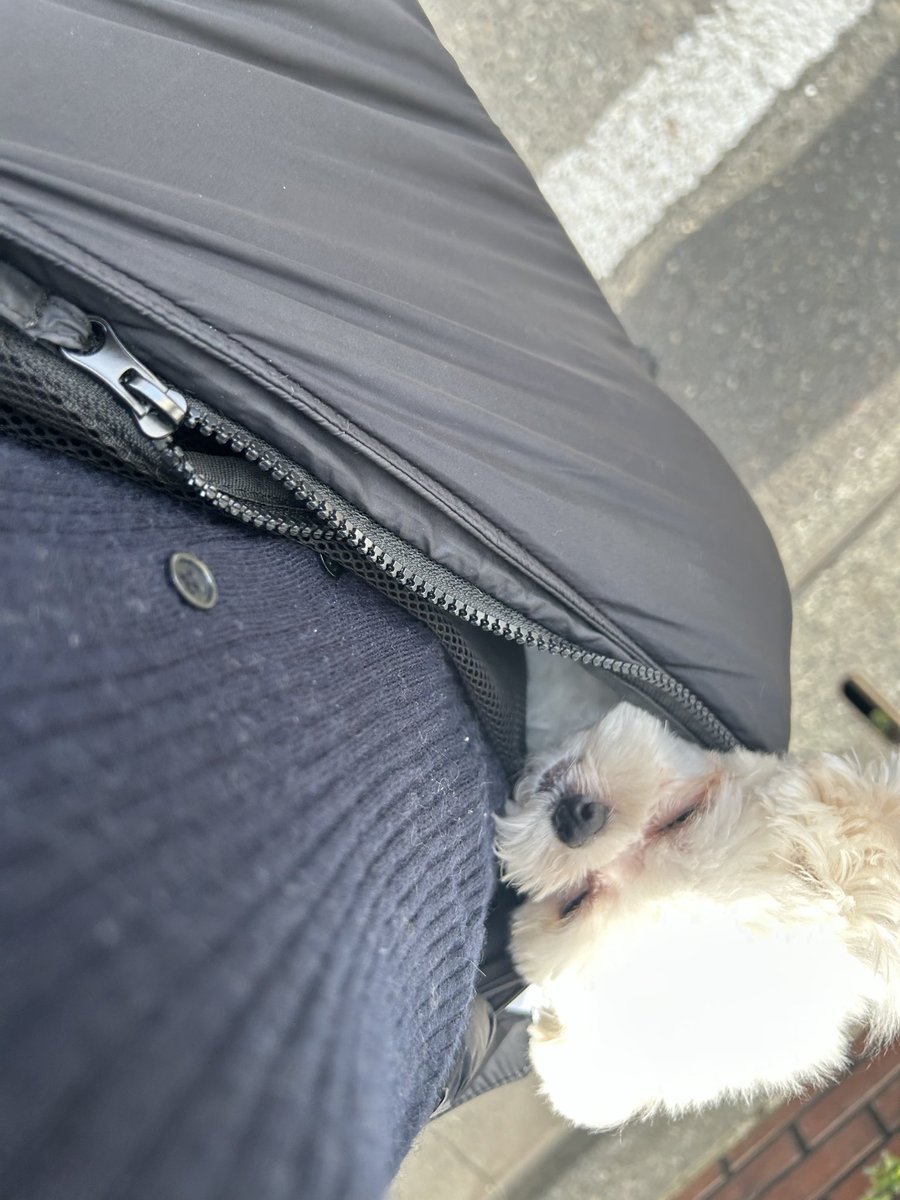 _uniniinu's tweet photo. スヤ... https://t.co/0Be0HEANr7
