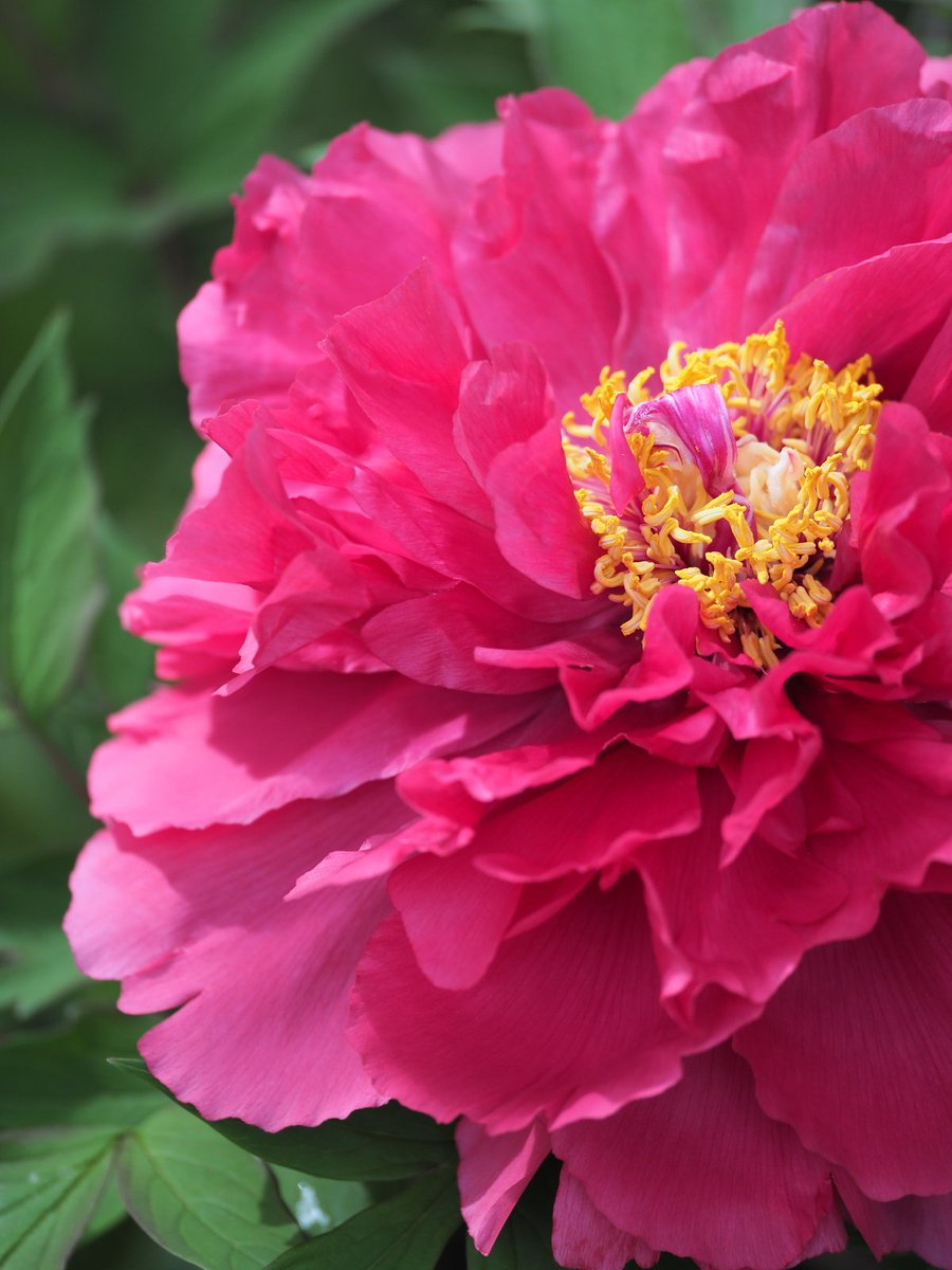 瀬戸内穴子 tweet media