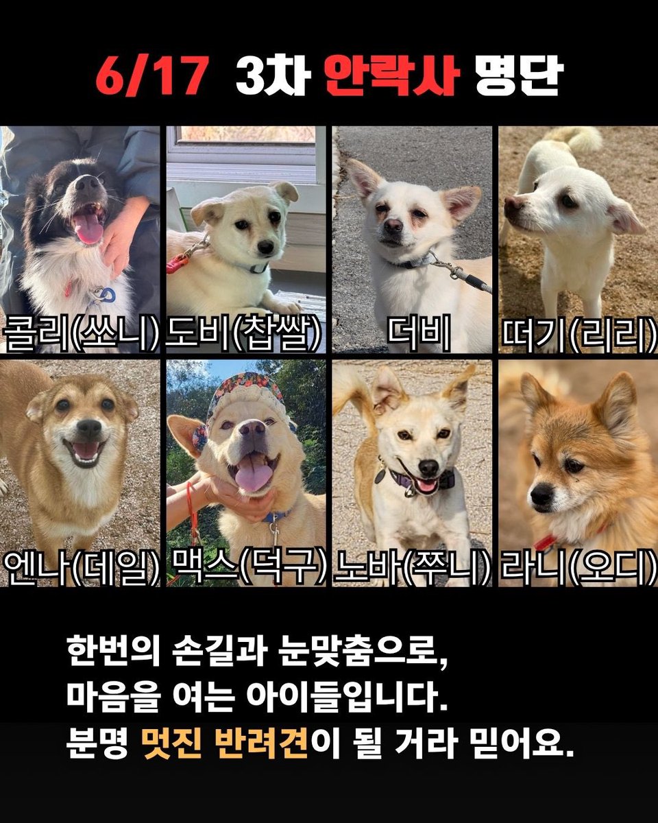 오늘의 강아지 추천 tweet media