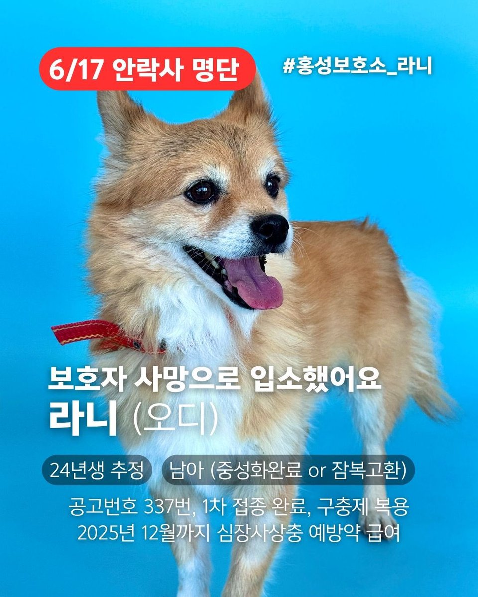 오늘의 강아지 추천 tweet media