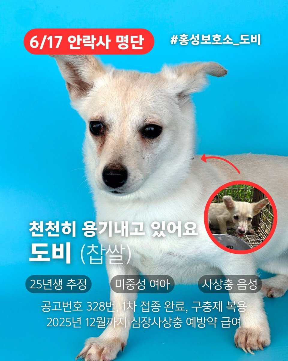 오늘의 강아지 추천 tweet media