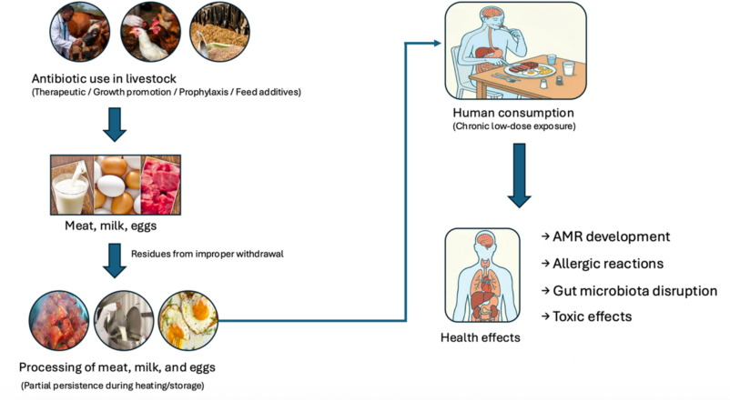 peasorpills's tweet image. New review: Antibiotic Residues in Animal-Derived Foods #vegan #govegan #plantbased #antibiotics #bacteria #antibioticresistance #AMR
sciencedirect.com/science/articl…