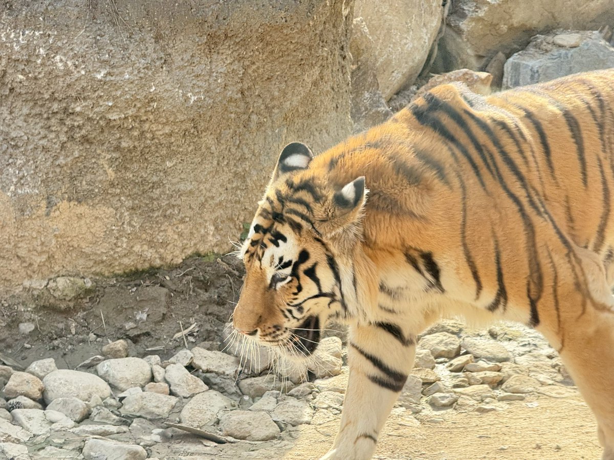 Dangs 🔜 5.16 부코 tweet media