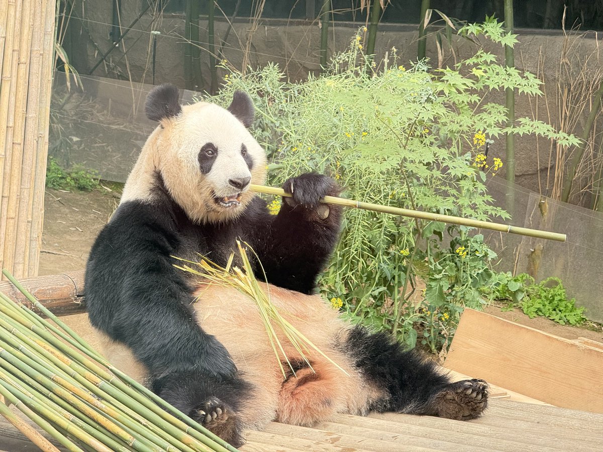 Dangs 🔜 5.16 부코 tweet media