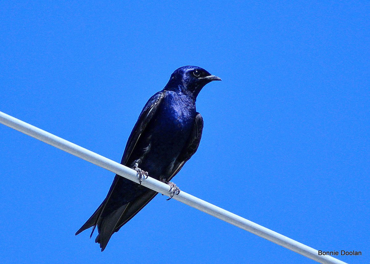 Purple Martin