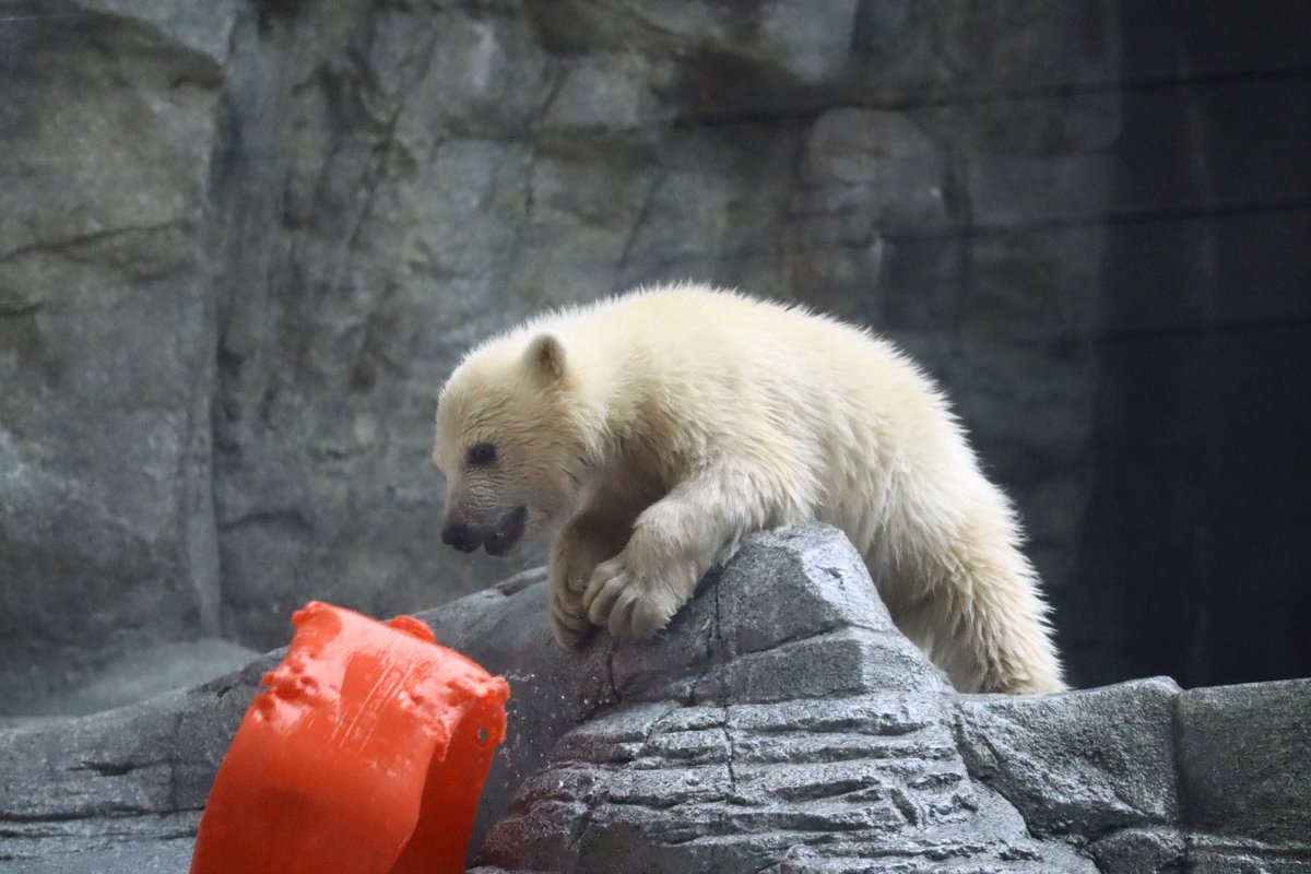 僕はつよいんだぞ
おもちゃも取れるんだぞ！

あっ

#男鹿水族館GAO #男鹿水族館 #ホッキョクグマ #コモモ #仔モモ
