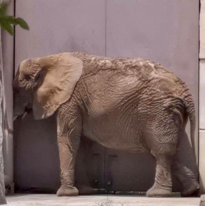 Marilu86053's tweet image. El tiempo sigue pasando y no creo que #Ely la pase bien, sigue sufriendo el cautiverio.
#LiberenAEly
#JusticiaParaEly 💕🐘💕
#LiberenAElyAGipsyYAnnie