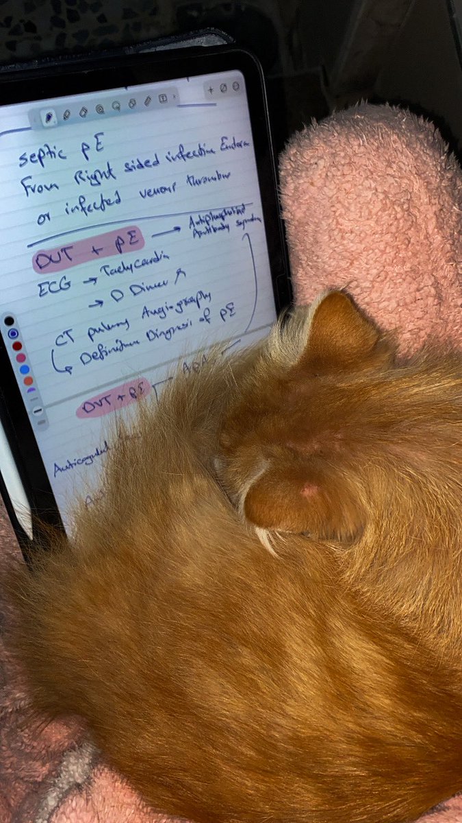 May_Amer105's tweet image. Idk if he can see the sadness inside my soul &amp;amp; doing such a cute behaviour to heal something he didn’t break 
#cat #pet #pets #trend #x