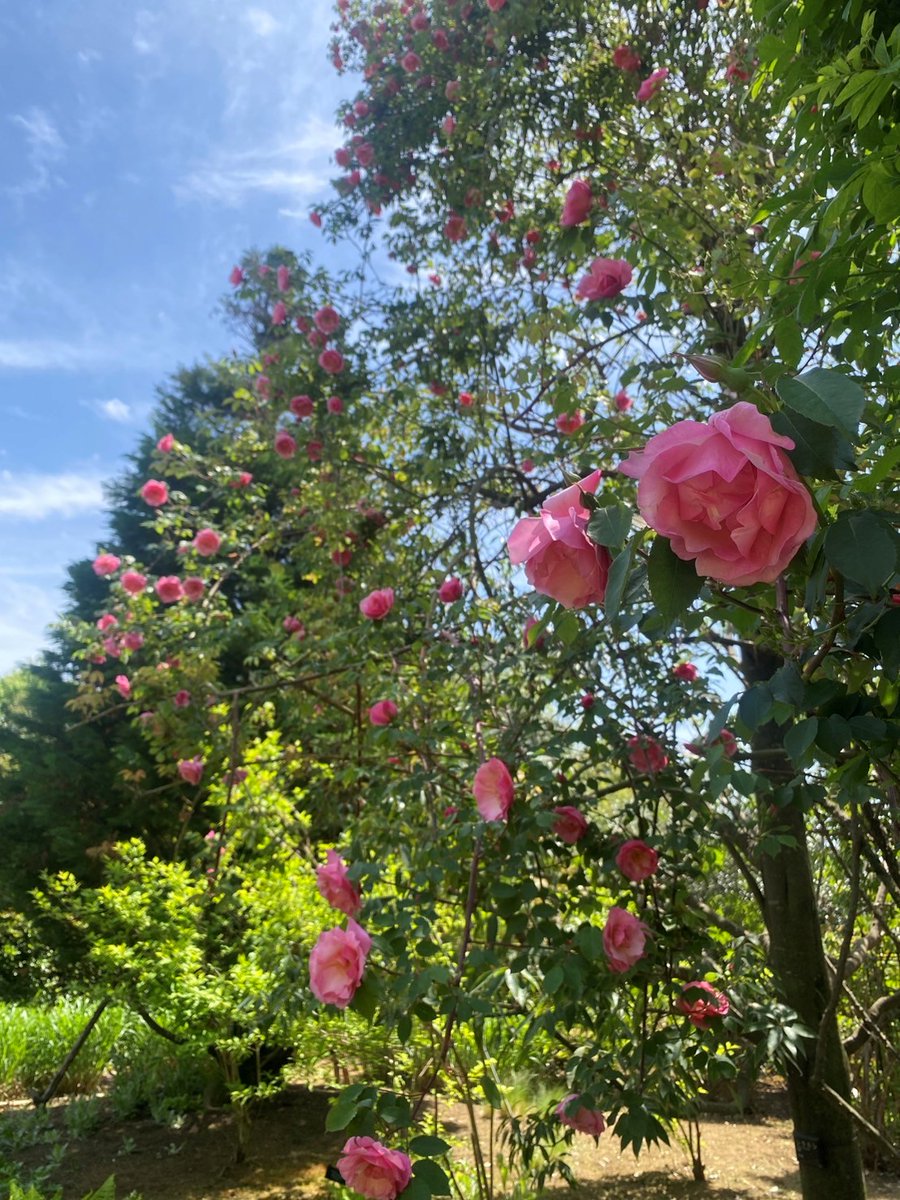 初夏を思わせる太陽が「バラ」たちを目覚めさせたようだ🌞🌹 つるバラ