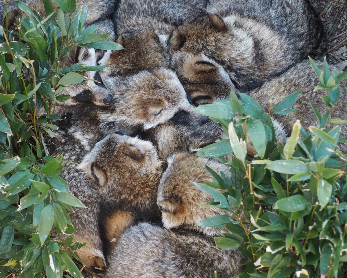 やまこじ tweet media