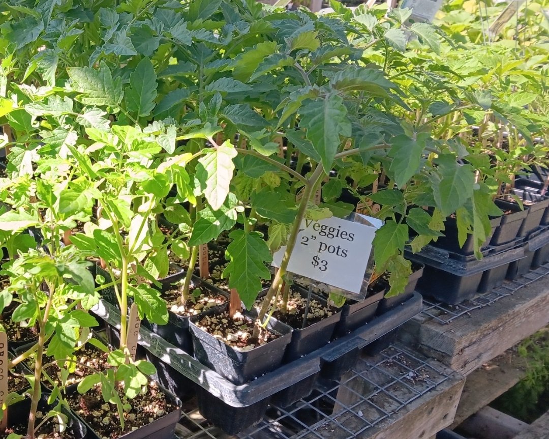 Saying hello to everyone, from inside the flats of homegrown Tomatoes..
