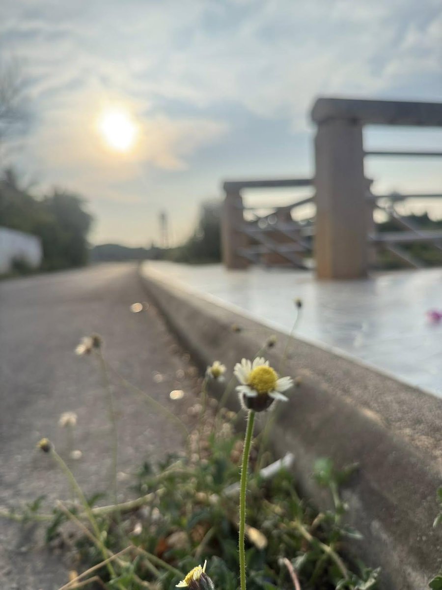 ᚱᛟᛊᛖ_Rose☘️✩‧₊˚🎐 tweet media