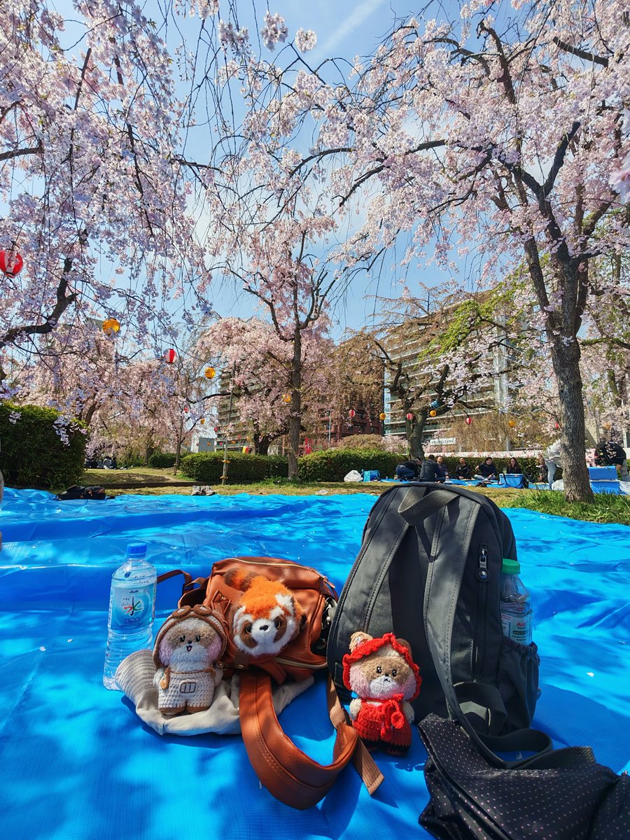 happymirthday's tweet photo. Hanami with Hanini 🌸☺️

#withhanini 
#hanini https://t.co/GQan4pzEtt