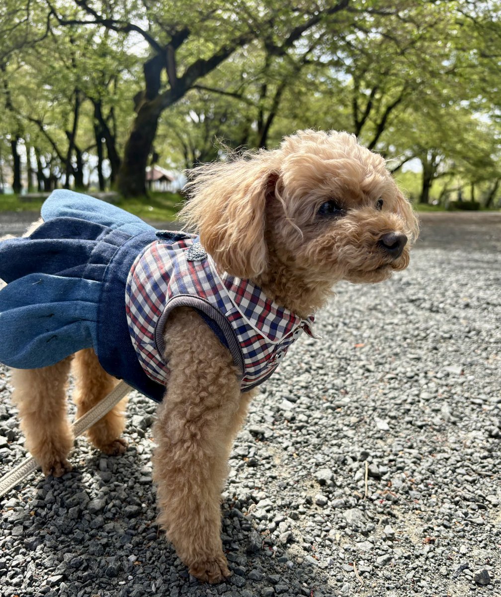 茶子がいる日々（トイプードル🐾ちゃこ） tweet media