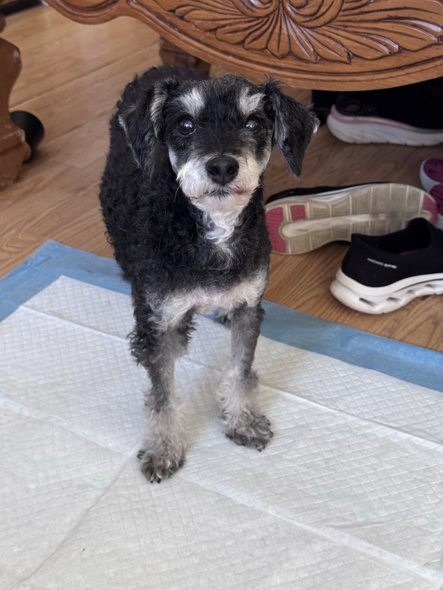 P - PawsitivelyPam🐾 tweet media