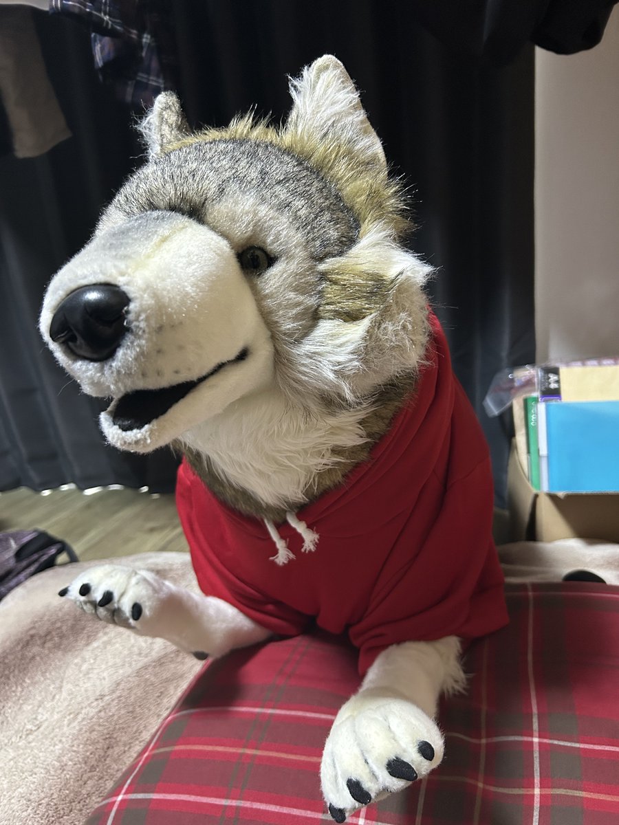 kotaka🐺🐬🔭 tweet media