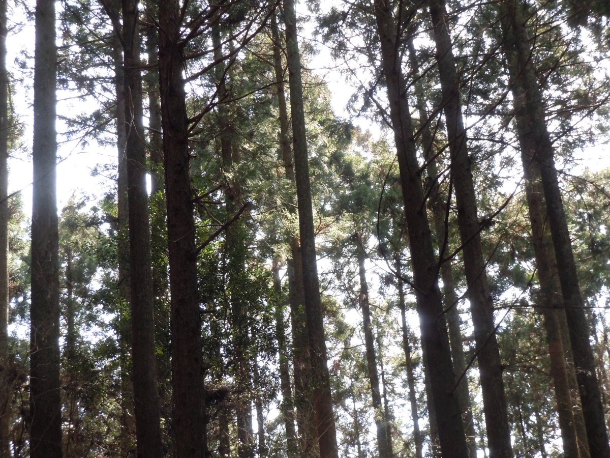 星乃 ひかり tweet media