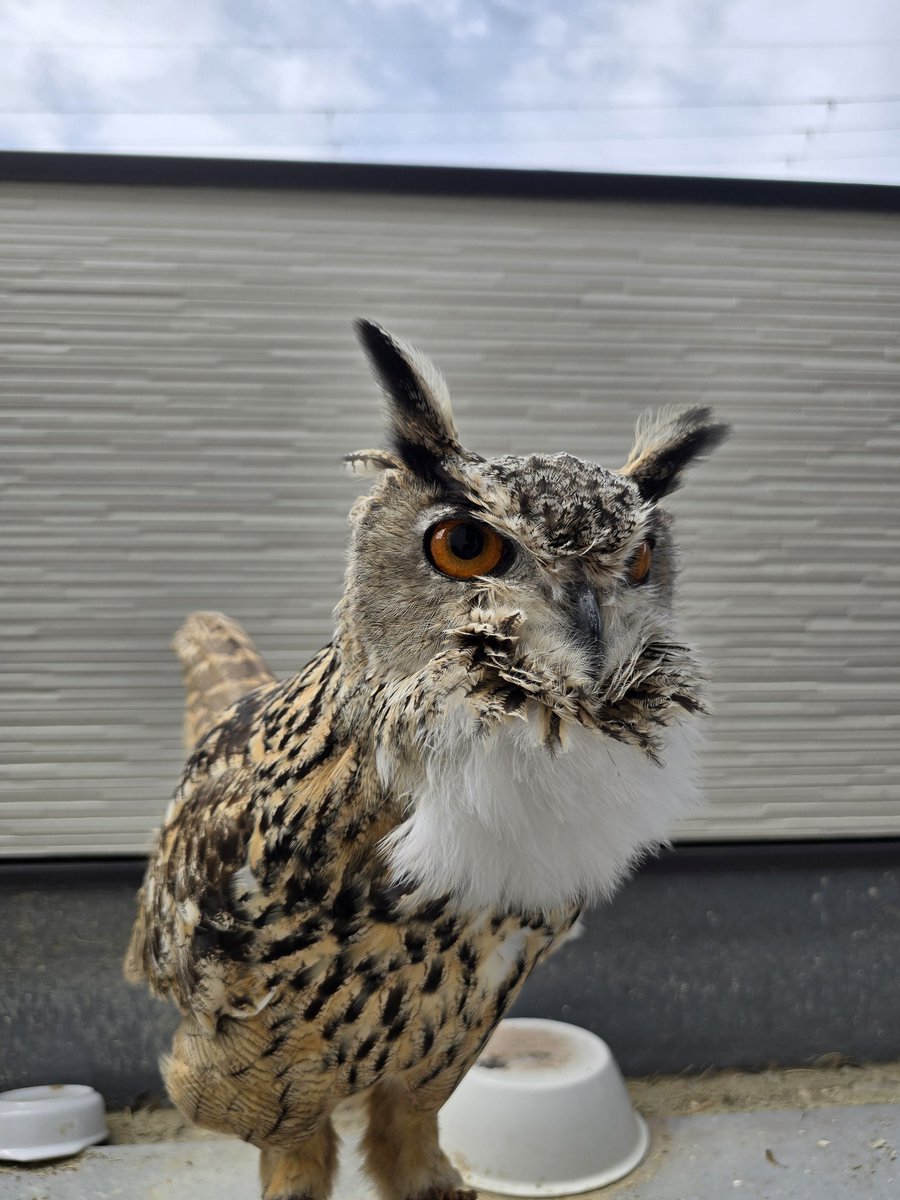 オオトリ🦉🦉 tweet media