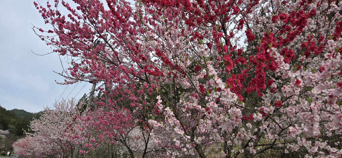 ヘイちゃん tweet media