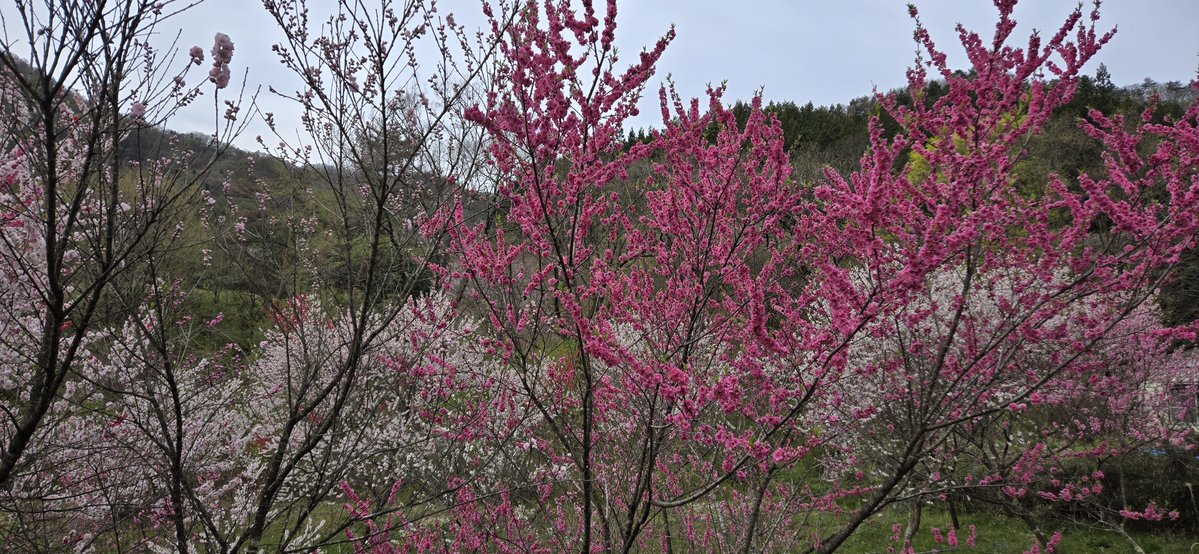 ヘイちゃん tweet media