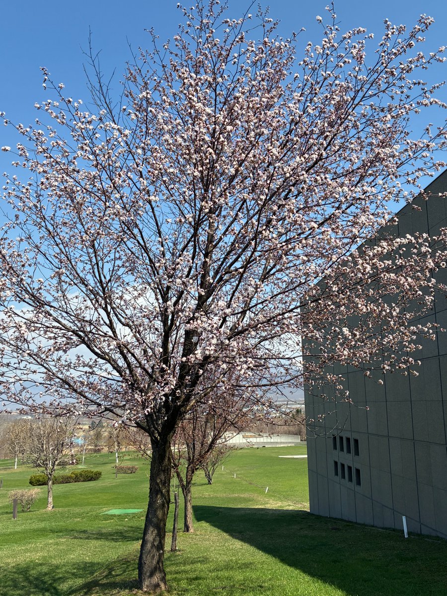 Musee_Nishimura's tweet photo. 美術館周辺の桜が咲き始めました🌸 https://t.co/nXZjlHhtbV