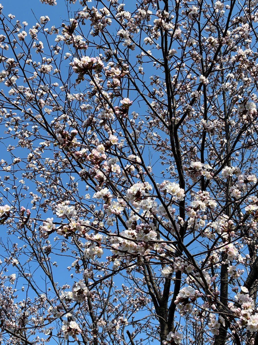 Musee_Nishimura's tweet photo. 美術館周辺の桜が咲き始めました🌸 https://t.co/nXZjlHhtbV