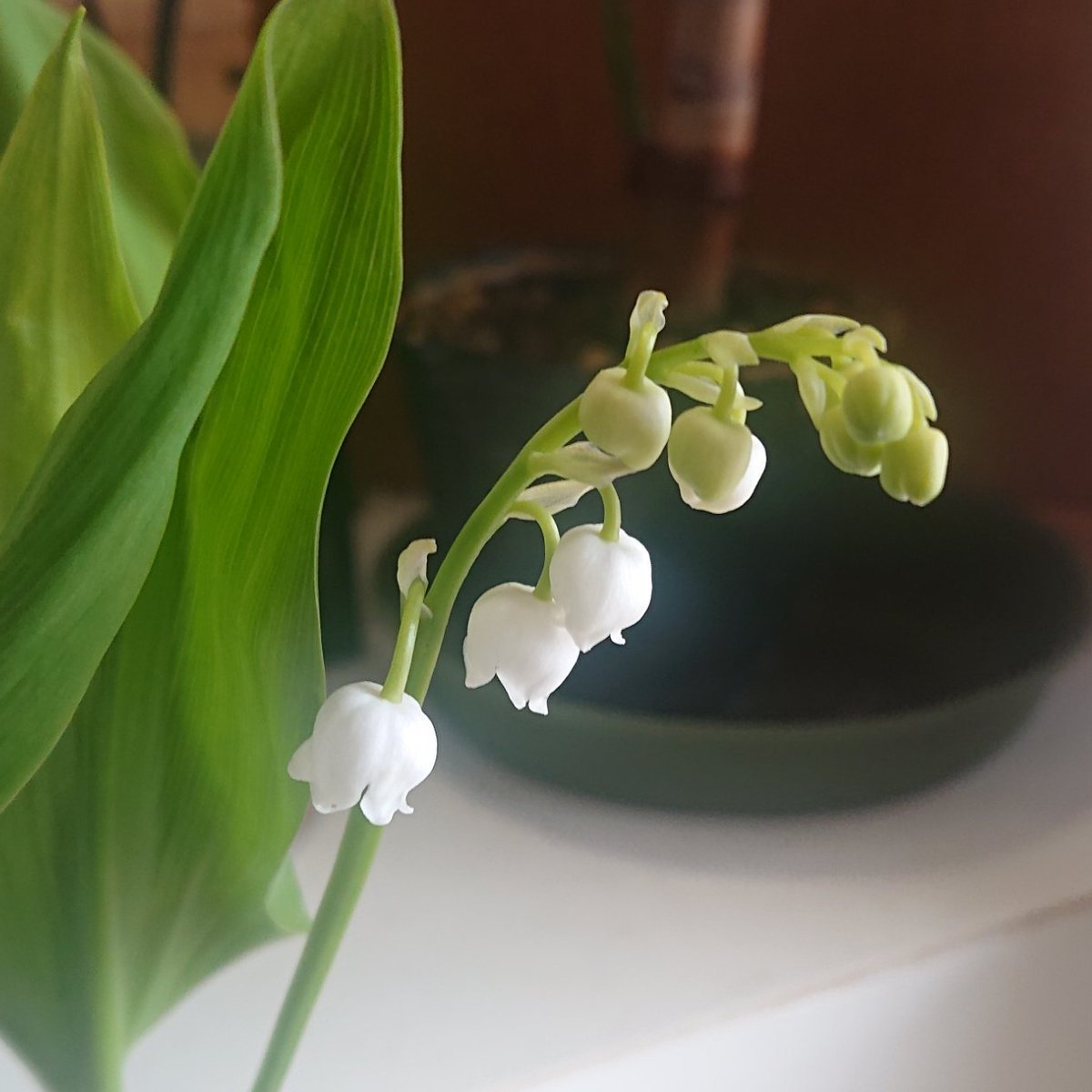 ahiru_anon's tweet photo. お客さんからすずらんの鉢植え貰った https://t.co/RlRaw4utRu