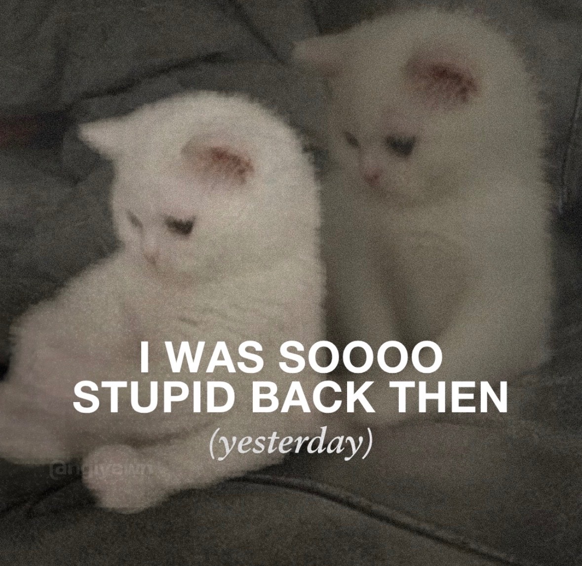 Respectful Memes (@respectfulmemes) on Twitter photo 