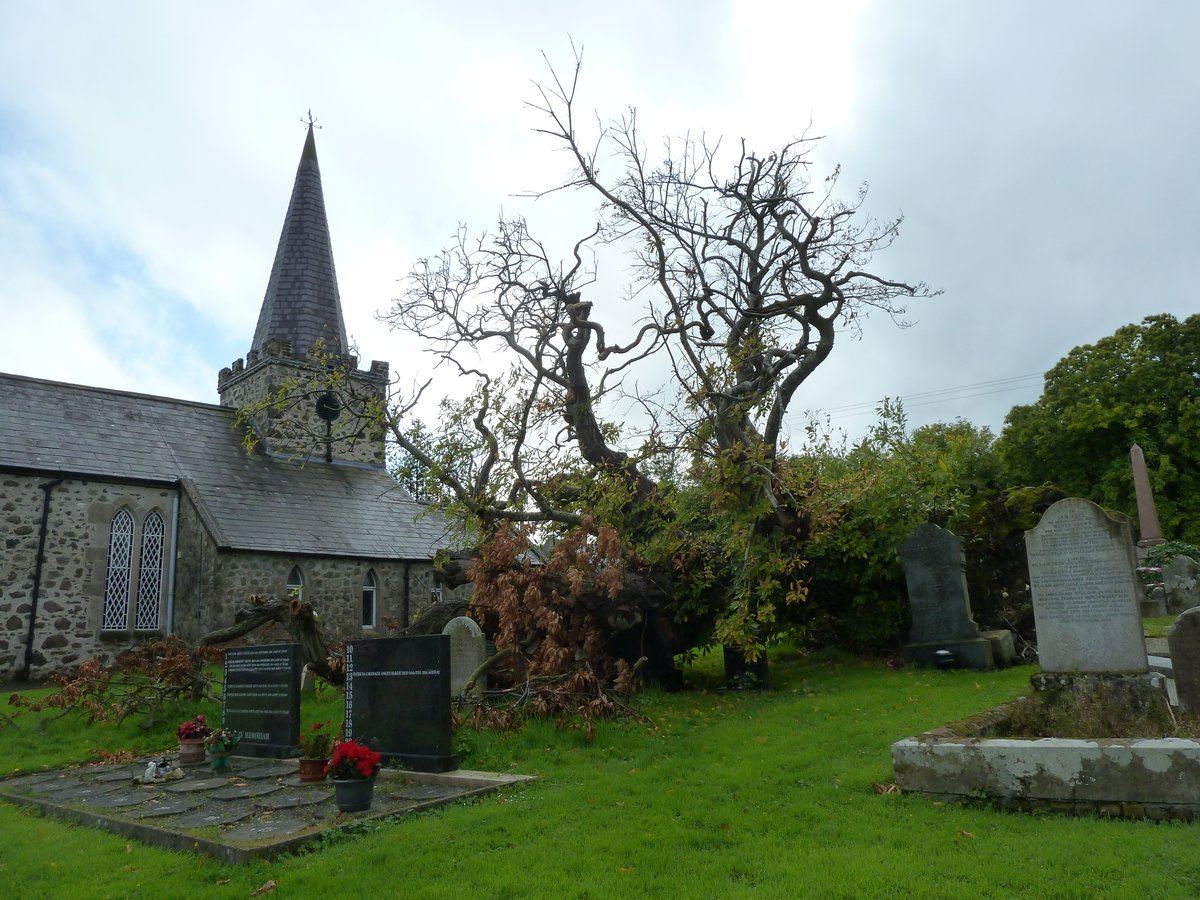 lorraineelizab6's tweet image. Scientists have done tests on the Spanish Sweet Chestnut tree at St Patrick's CofI, Cairncastle, Co. Antrim. They've found that is 16th century! Story it grew from 1588 seeds in a dead Armada sailor's pocket could be entirely true! Fell in 2020. 📷x3 mine #tree #FolkloreSunday 🌳