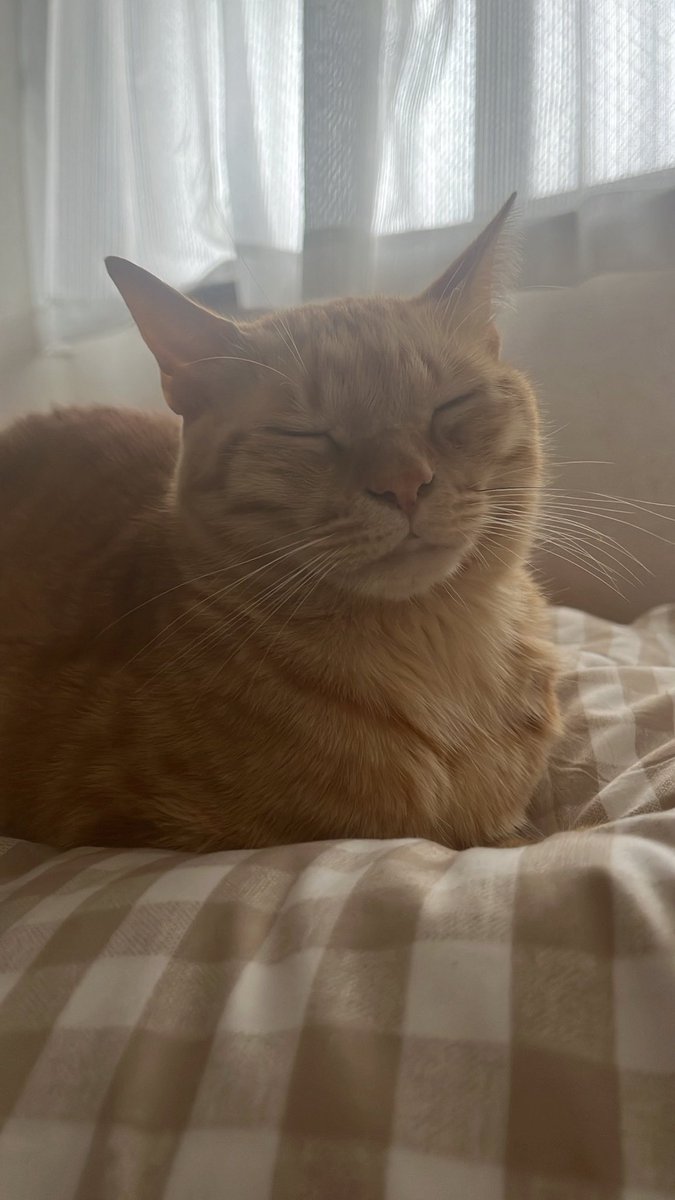 loss____al's tweet photo. 1時間ずっとこれ🐈·͜·ᰔᩚ https://t.co/DHojV3wo0p