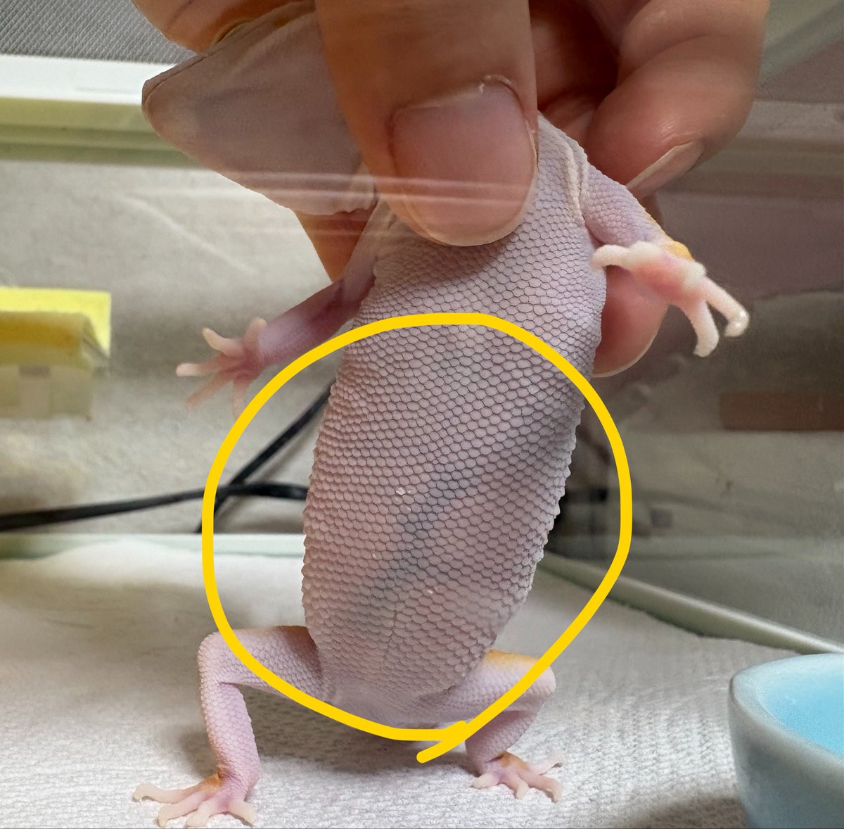 ronrum_21's tweet photo. 食欲低下・活動量低下でお腹に卵胞のようなものがずっとある状態は【卵胞うっ滞】の可能性があります。
⚠️この時期、女の子は要注意です⚠️
写真のラビちゃんは手術することになりました。
 #レオパ https://t.co/fuqg1q82sL