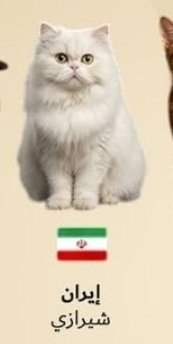 عبدالله سعود العتيبي tweet media