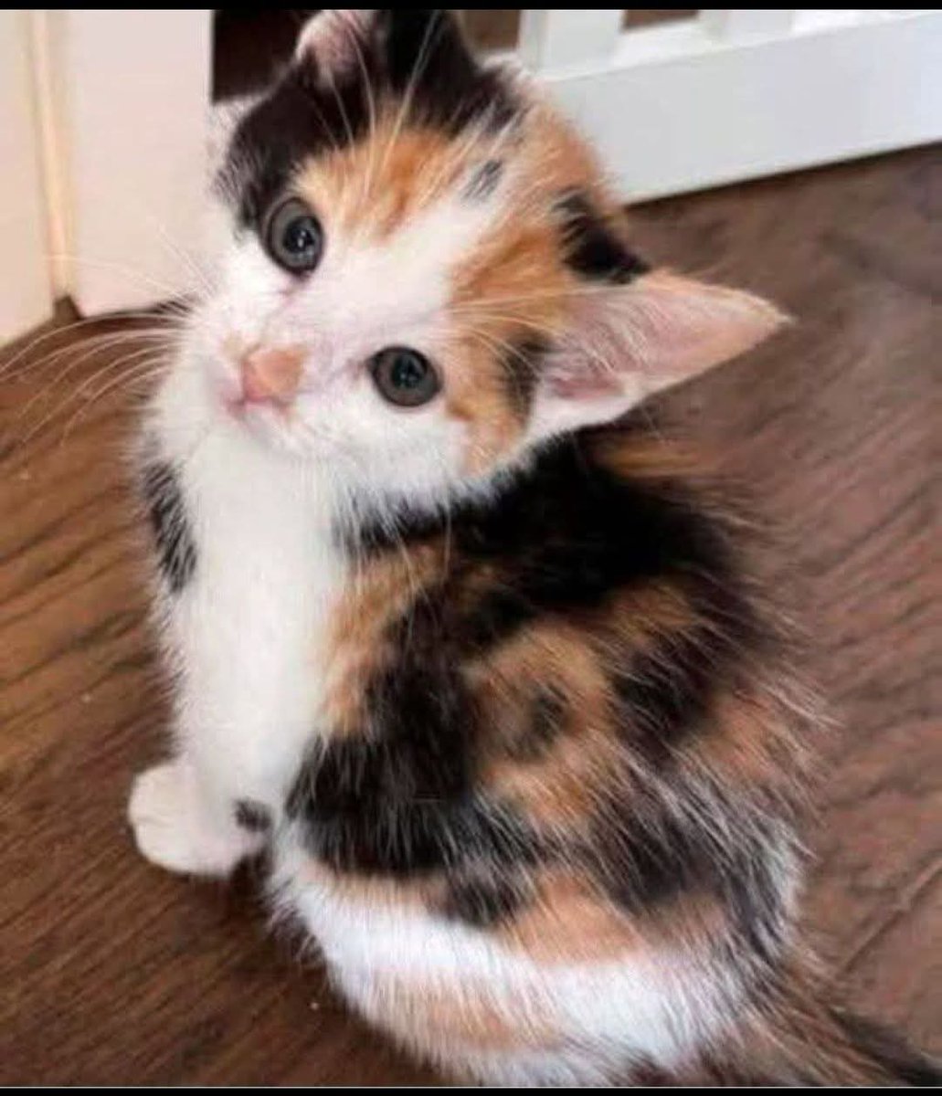 Sara Mary ⭐❤️ tweet media