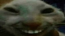 <a href="/vegetta777/">♈️ Vegetta777 ♈️</a> <a href="/ElAlexQuackity/">ElQuackity</a> El no se conectó para tu cumpleaños Vegetta, dile algo