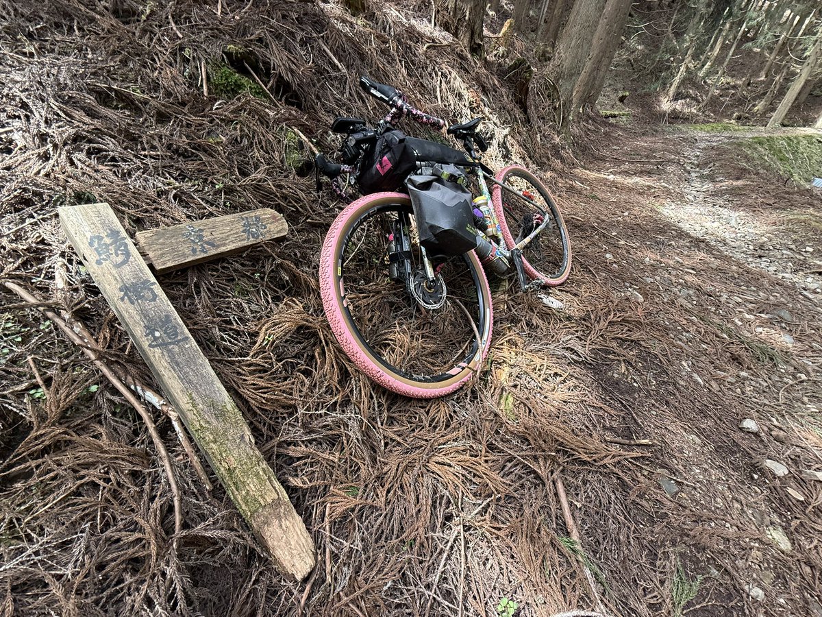 kyotoreds's tweet photo. 2026.4.19 大見尾根林道🚴🏽 https://t.co/73vjABuJSS