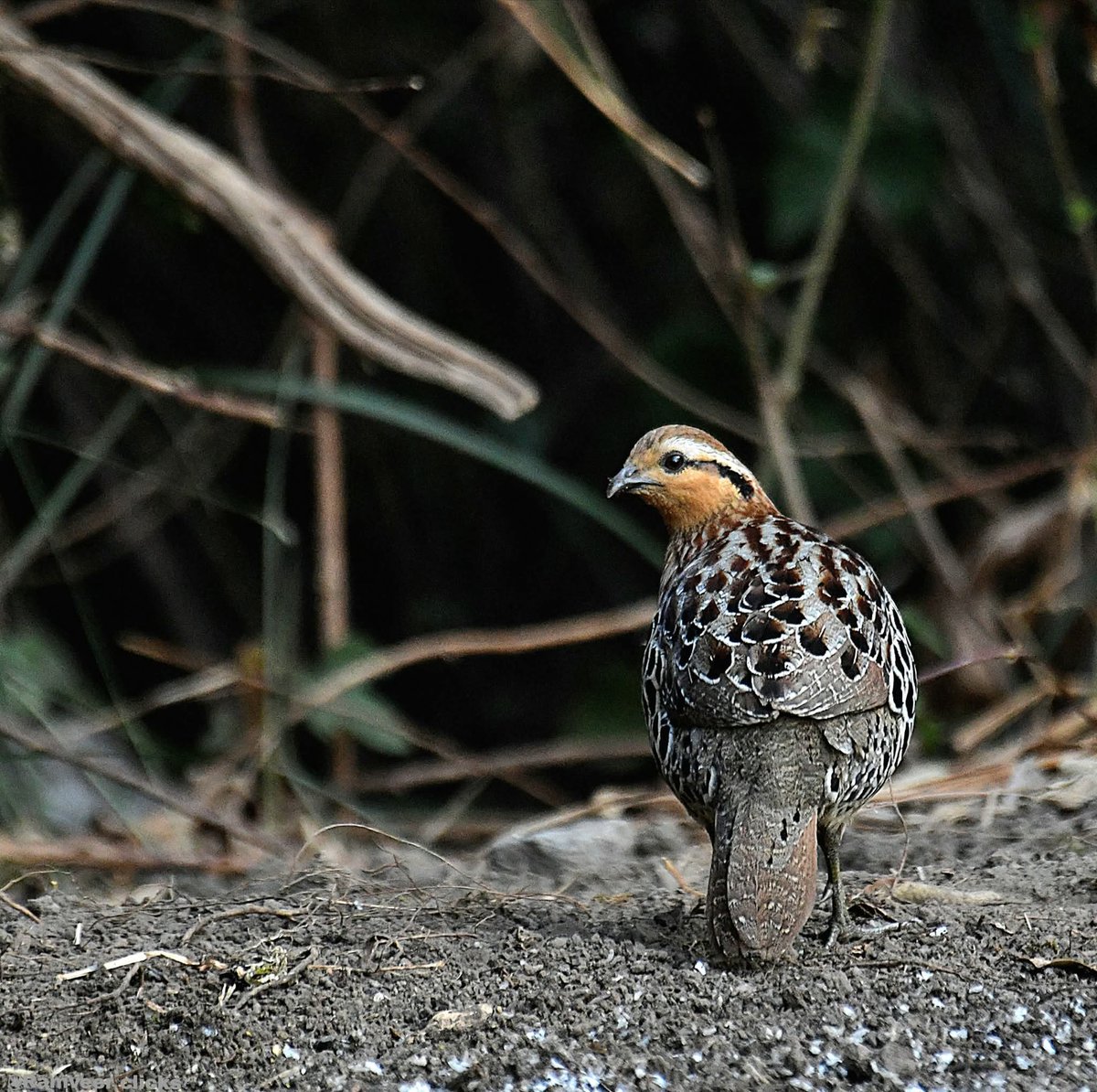 JantaD72269's tweet image. Mountain Bamboo-Partridge spotted near Far Pak Forest Rest House, Phawngpui National Park, Mizoram | March 2026 — a rare Himalayan beauty in its natural habitat. #Mizoram #Wildlife #Birding #Phawngpui #Nature